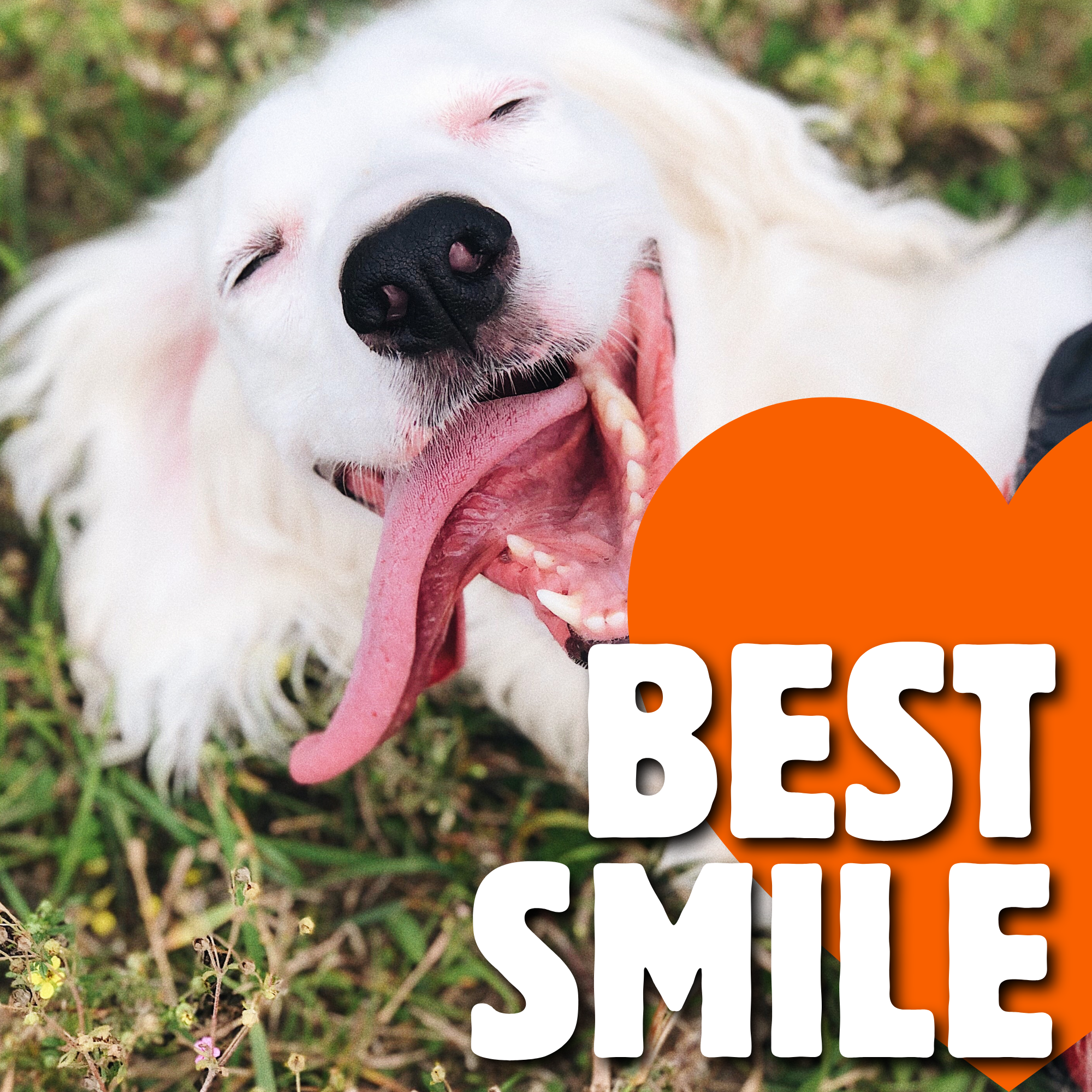 Best Smile
