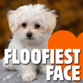 Floofiest Face