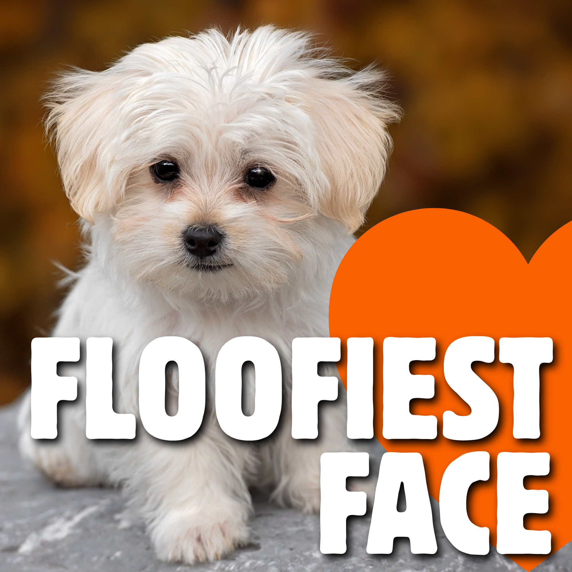 Floofiest Face