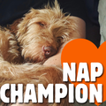 Nap Champion