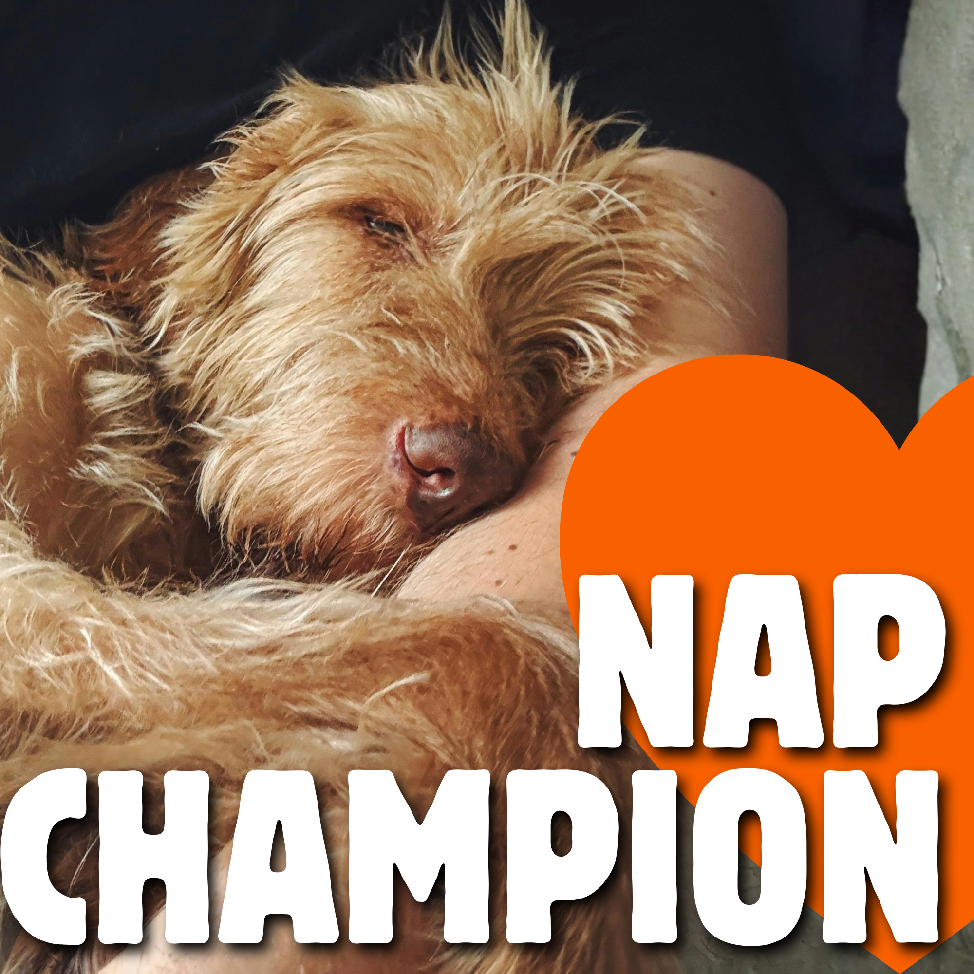 Nap Champion