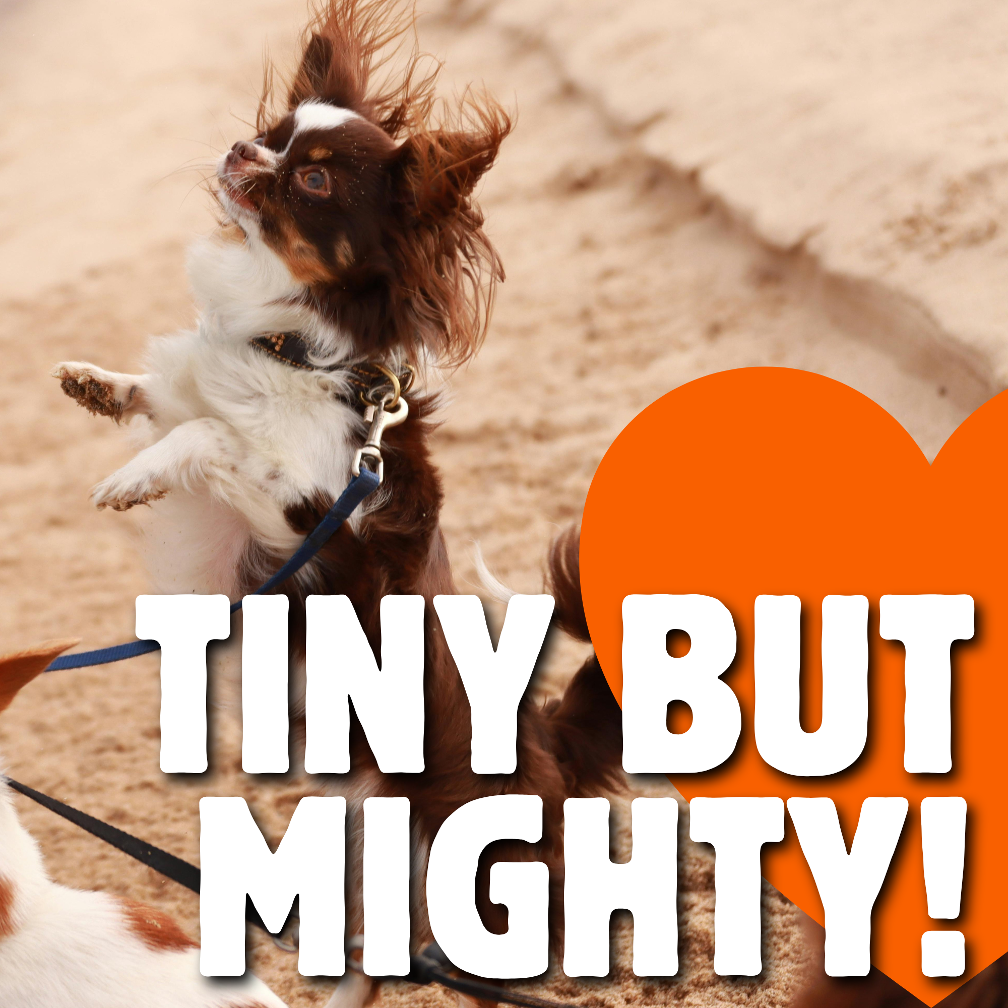 Tiny But Mighty